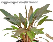 Cryptocoryne wendtii Brown